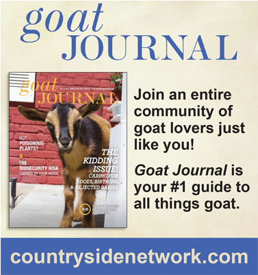 Old German Shepherd Dog (800x400), Png Download