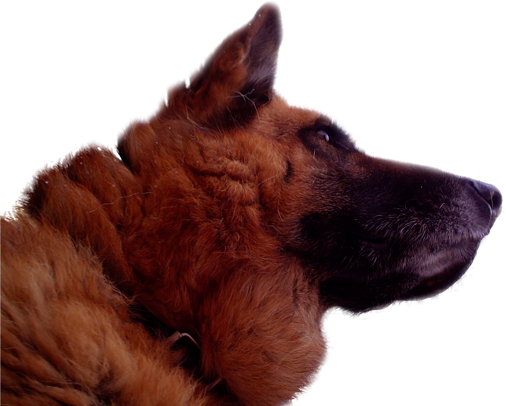 German Shepherd , Deutscher Schäferhund ( - German Shepherd (2048x1536), Png Download