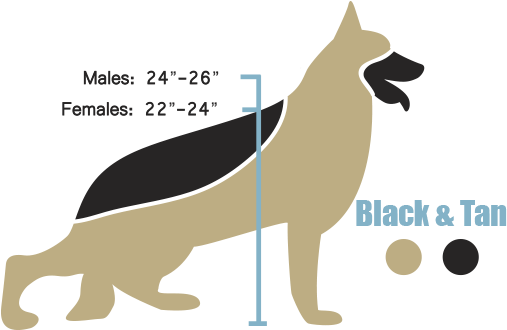 The American Line German Shepherd Height And Weight - White German Shepherd Height (511x360), Png Download