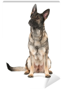 German Shepherd (400x400), Png Download