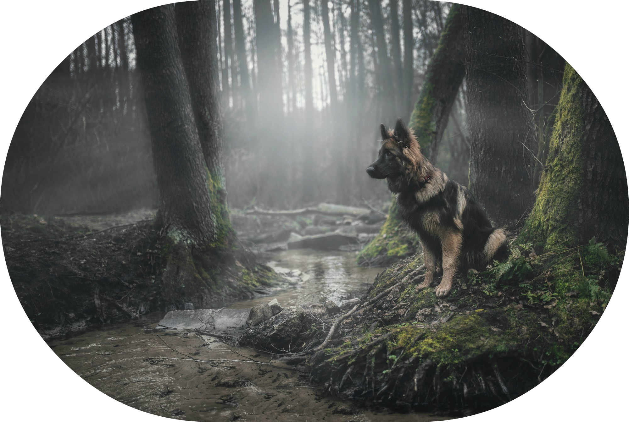 226898 Animals Dog Forest German Shepherd Moss - Dog (2000x1343), Png Download