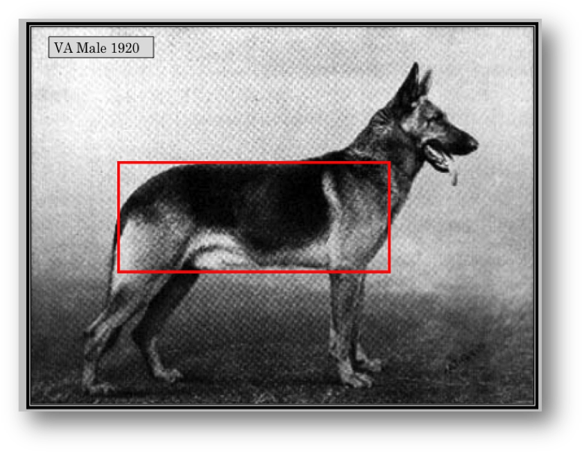 Dog Has Been Man S Best Friend For Years Dna Study - German Shepherd Work Line Vs Show Line (852x663), Png Download