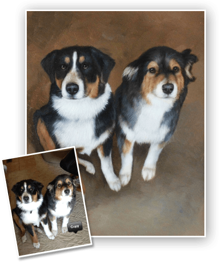 Pet Portrait Sketch - Australian Shepherd (434x520), Png Download