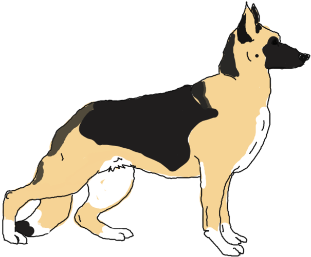 Panda German Shepherd Gender - Old German Shepherd Dog (1024x530), Png Download