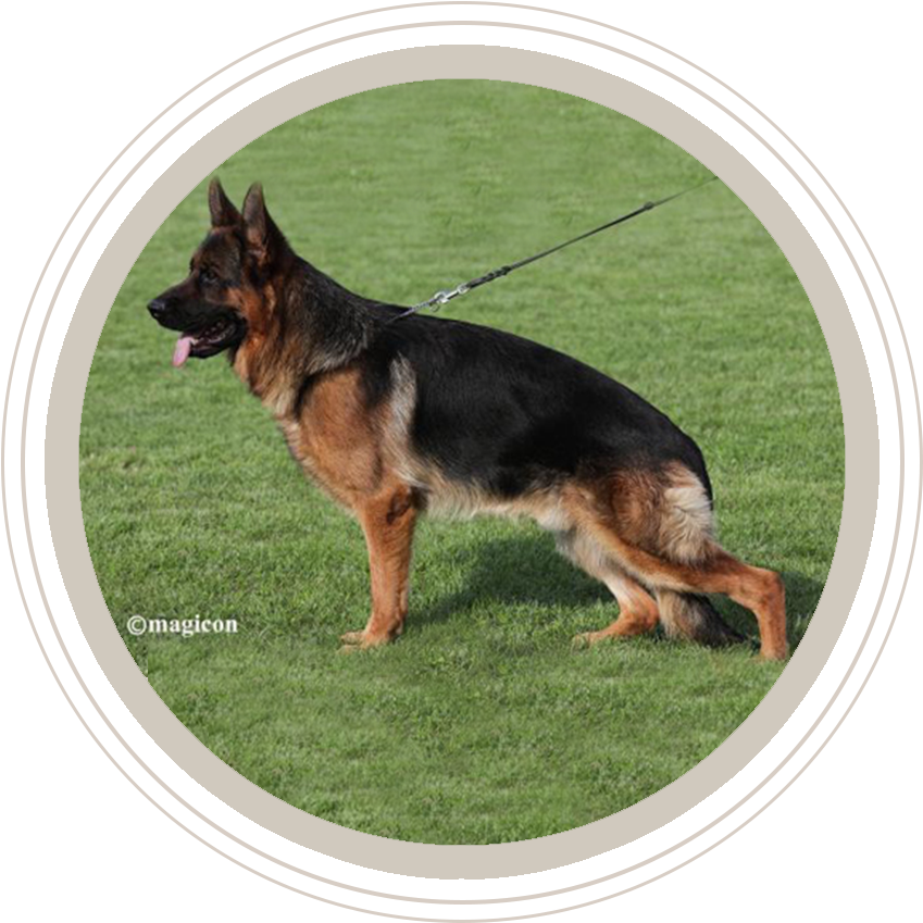 Our Dogs - Puppies German Shepherd (868x868), Png Download
