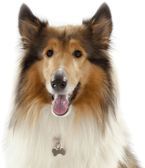 Search - Rough Collie (565x565), Png Download