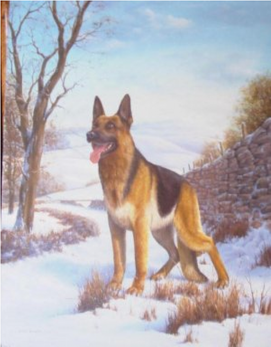 Alsatian On Guard - 029 Alsation In The Snow Greeting Card (700x700), Png Download