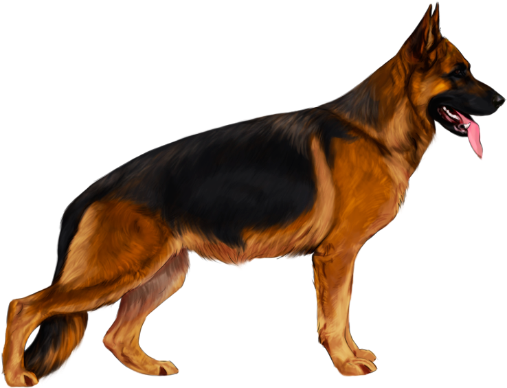 Drawing Dark German Shepherd - German Shepherd Transparent Png (740x577), Png Download