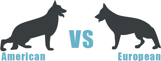 The Difference Between American And European Showline - European German Shepherd Vs American German Shepherd (720x216), Png Download