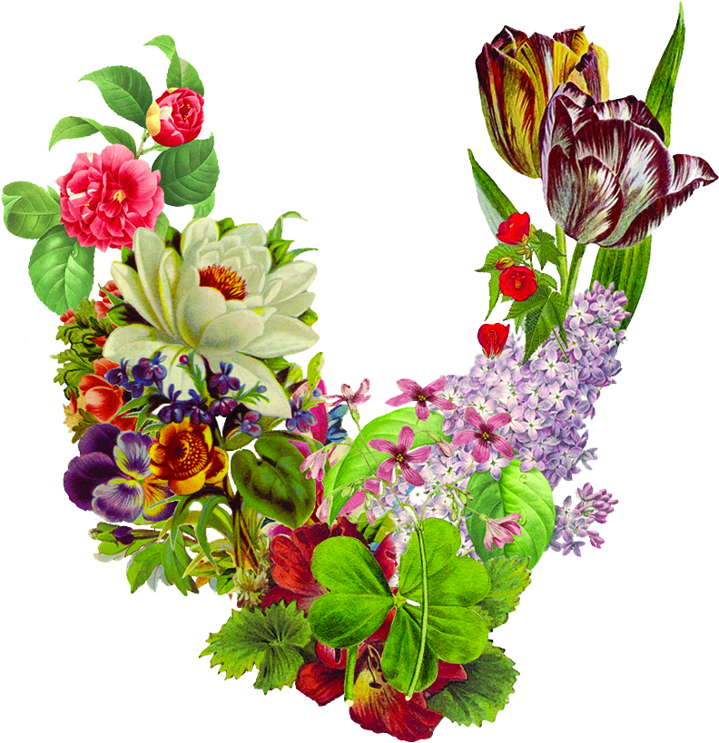 Odell Beckham Jr - Zazzle Hochwertigster Botanischer Druck Der Kamelie (889x897), Png Download