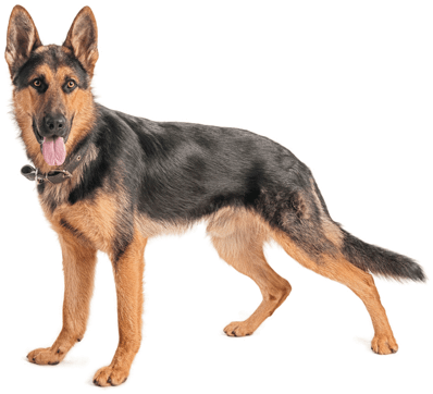 Looking For A German Shepherd Dog Puppy Or Dog In California - Jm Blankets German Shepherd Fleece Throw Blanket 50 (524x370), Png Download