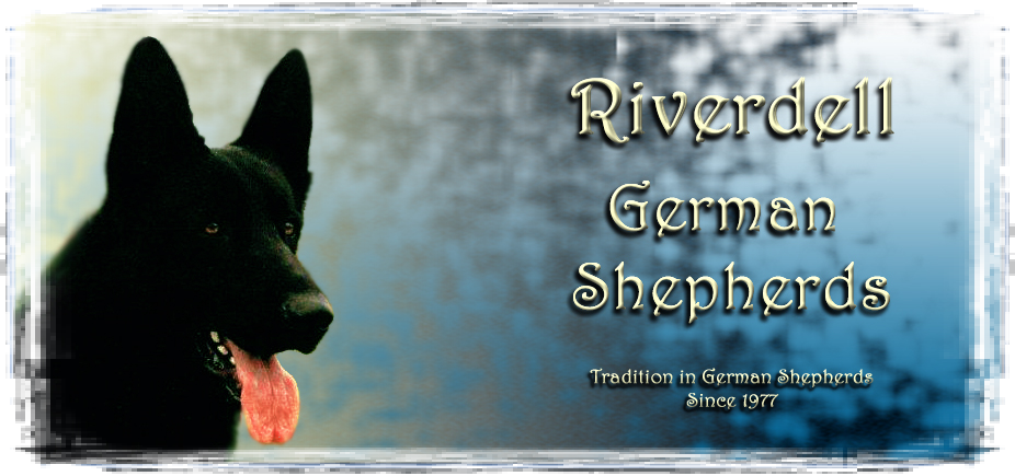 German Shepherd - Virginia (926x435), Png Download