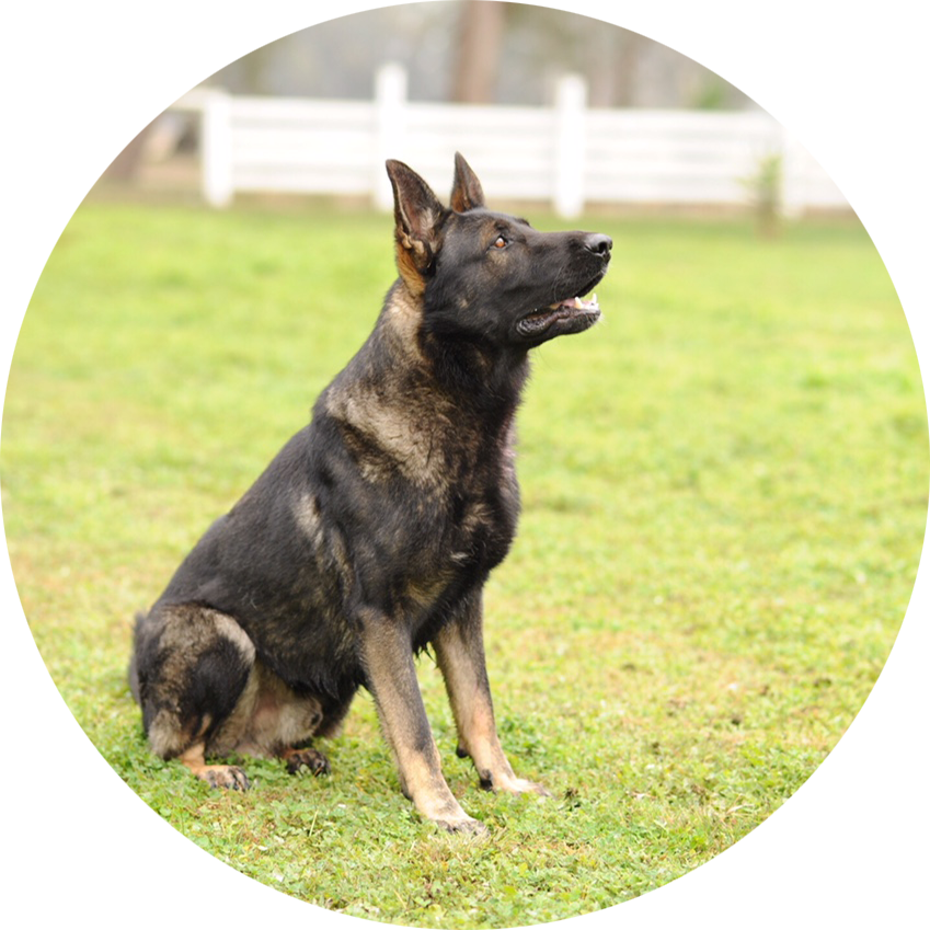 Arko - German Shepherd (849x849), Png Download
