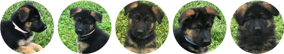 Von Picone Kennels Is A West German Show Line Breeder - Bohemian Shepherd (940x200), Png Download