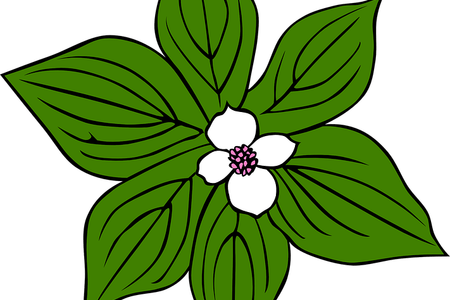 Dogwood Vector Watercolor - Rainforest Plants Clip Art (450x300), Png Download