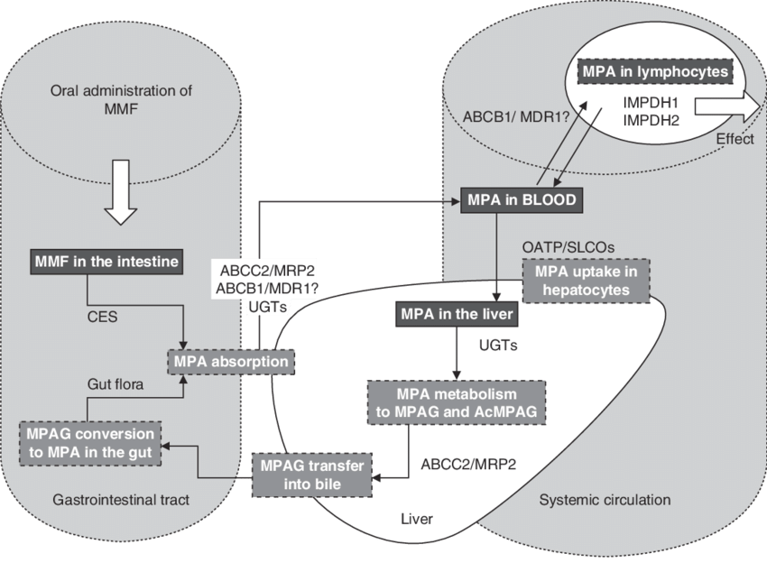 Outline Of Mycophenolate Mofetil Absorption And Dissolution - Diagram (850x624), Png Download