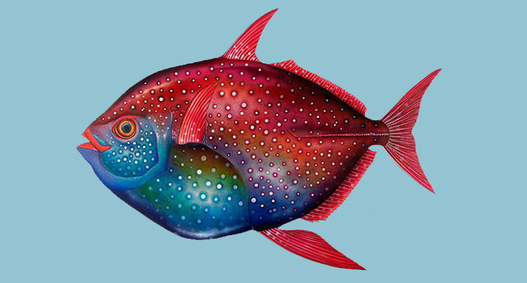 Sailfin Art - Home (770x414), Png Download