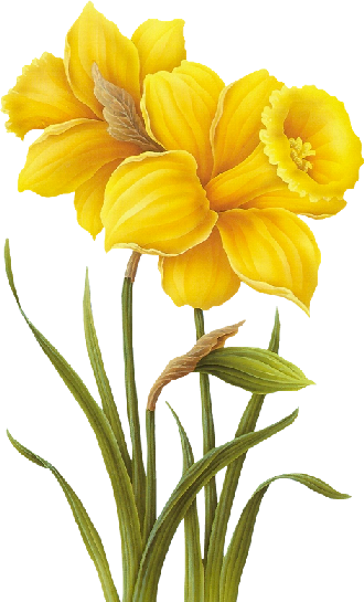 Image Du Blog Marybleue - Yellow Flower Drawing Png (330x545), Png Download