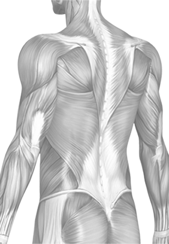 Thurston Drive - Throwing A Football Muscles (342x492), Png Download