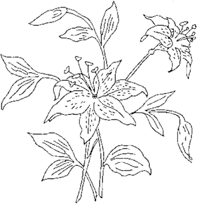 Flower Outline Png - Tiger Lily Drawing (387x400), Png Download