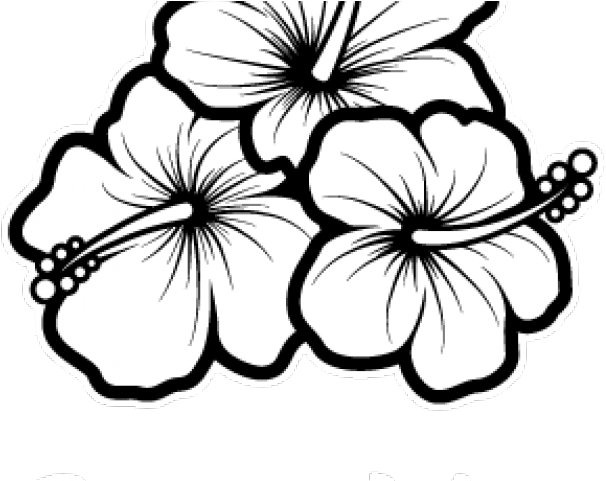 Hibiscus Drawing (640x480), Png Download