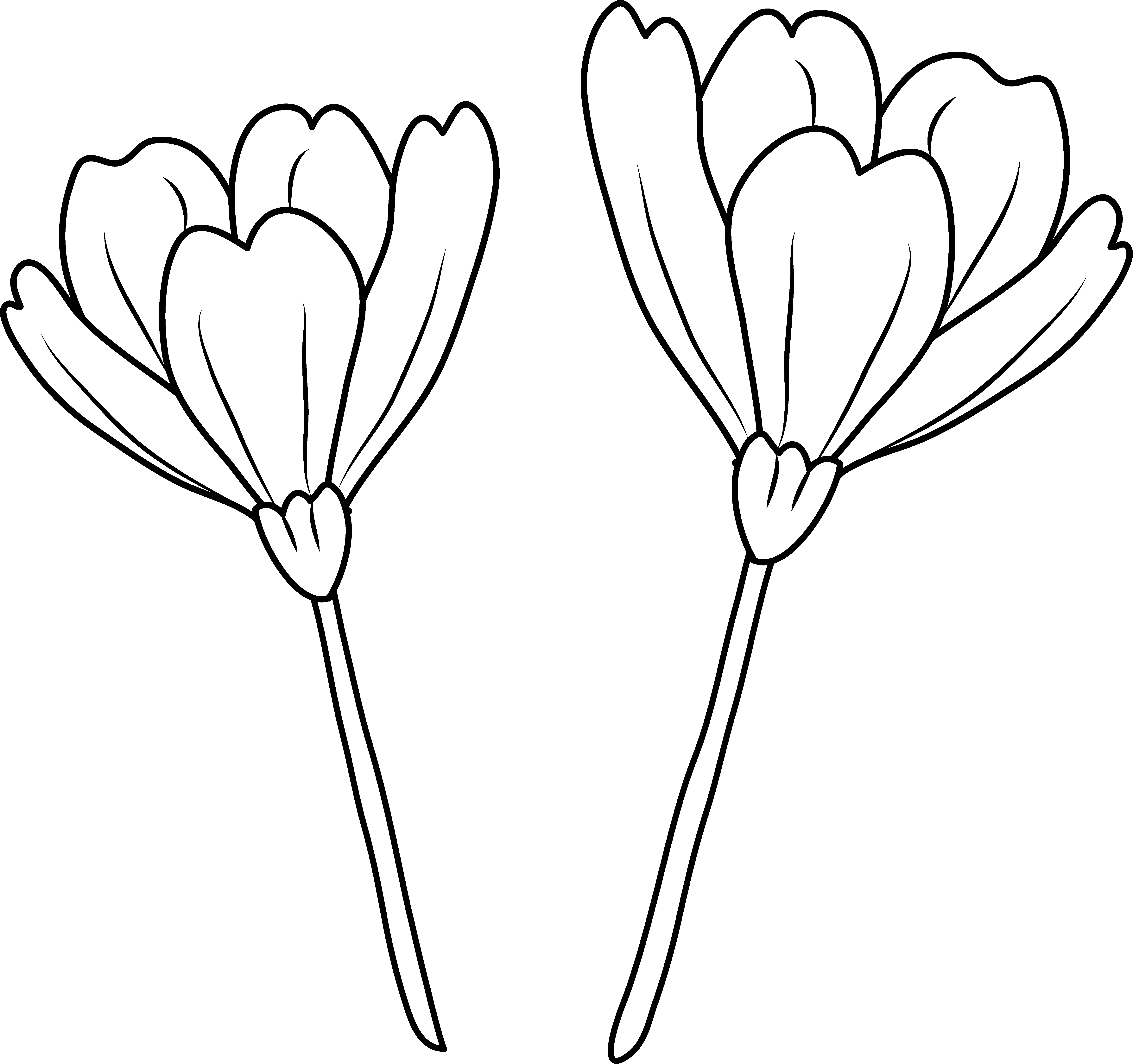 Petal Clipart Poppy Petal - Line Art (5844x5489), Png Download
