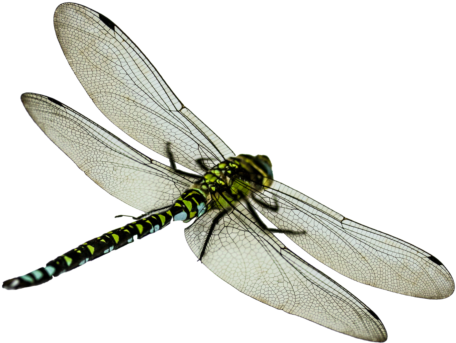 Dragonfly Png (1727x1374), Png Download