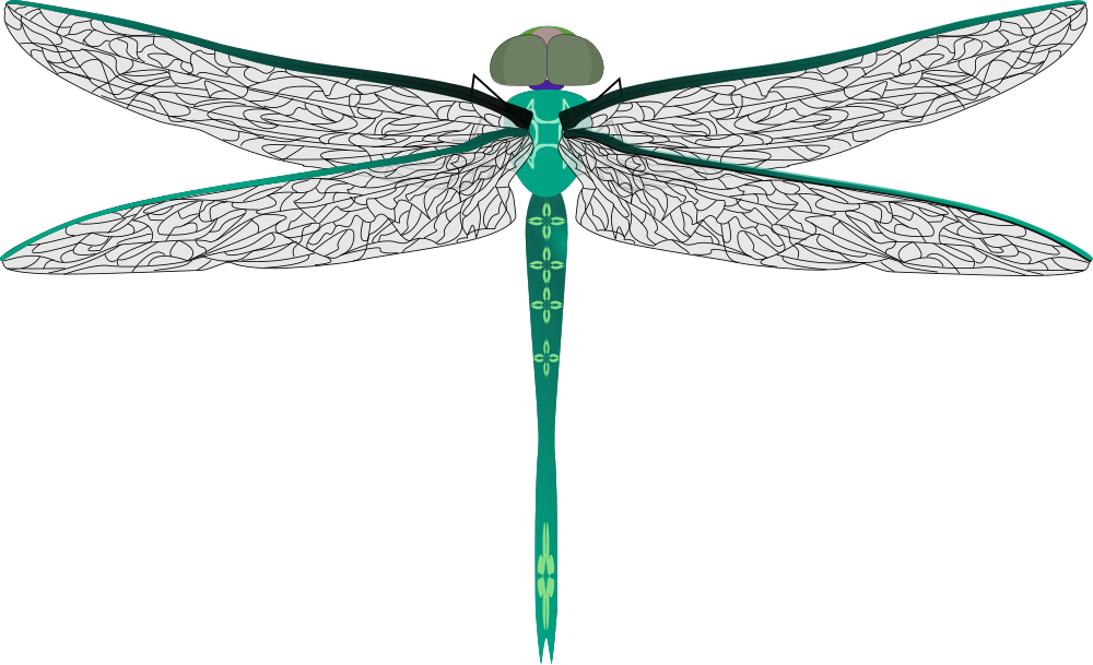 Dragonfly Png (563x800), Png Download