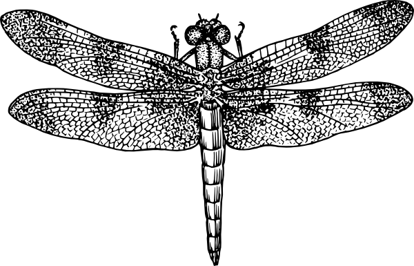 Free Vector Dragonfly Clip Art - Dragonfly Black And White (600x385), Png Download