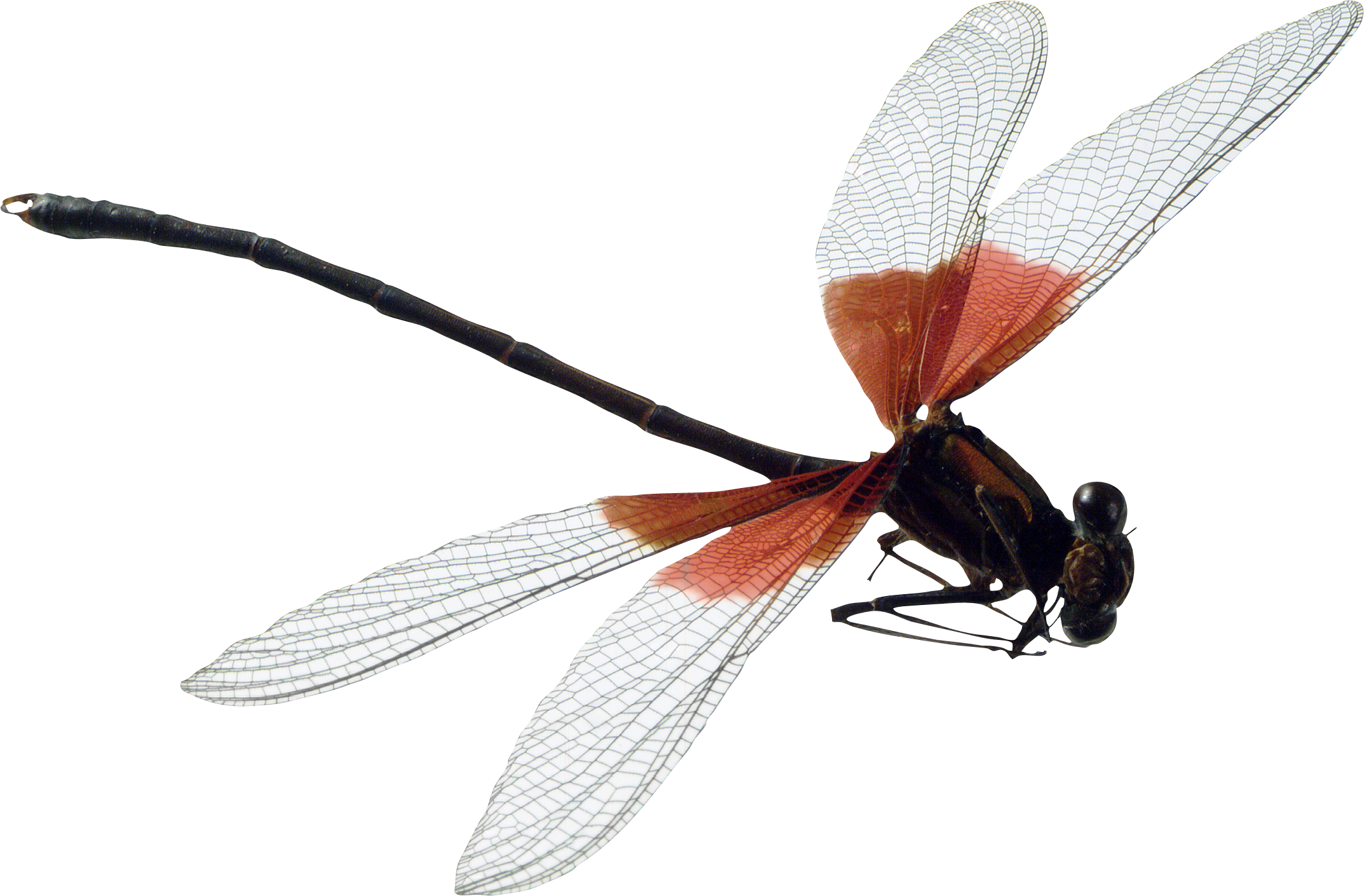 Dragonfly Png (2146x1410), Png Download