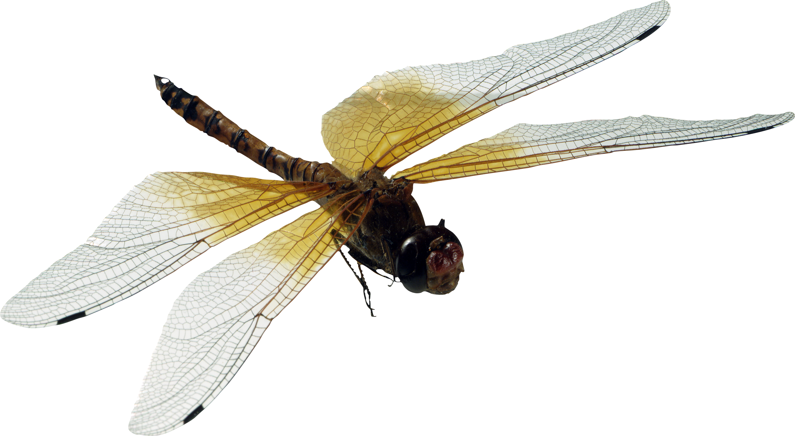Dragonfly Png - Dragonfly Transparent Background (2649x1454), Png Download