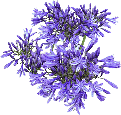 Agapanthus Star Series - Agapanthus Top View Png (415x395), Png Download