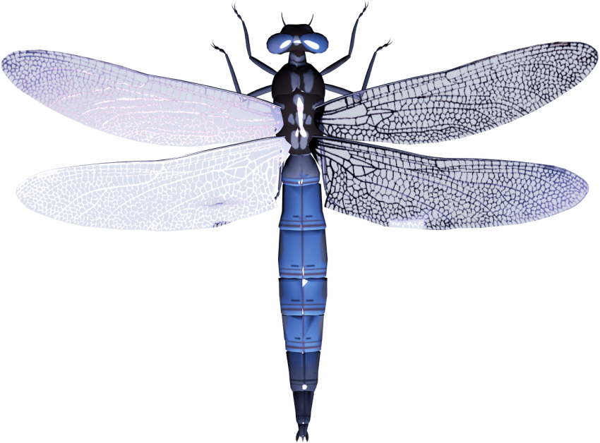 Free Png Dragonfly Png Images Transparent - Dragonfly Png (850x628), Png Download