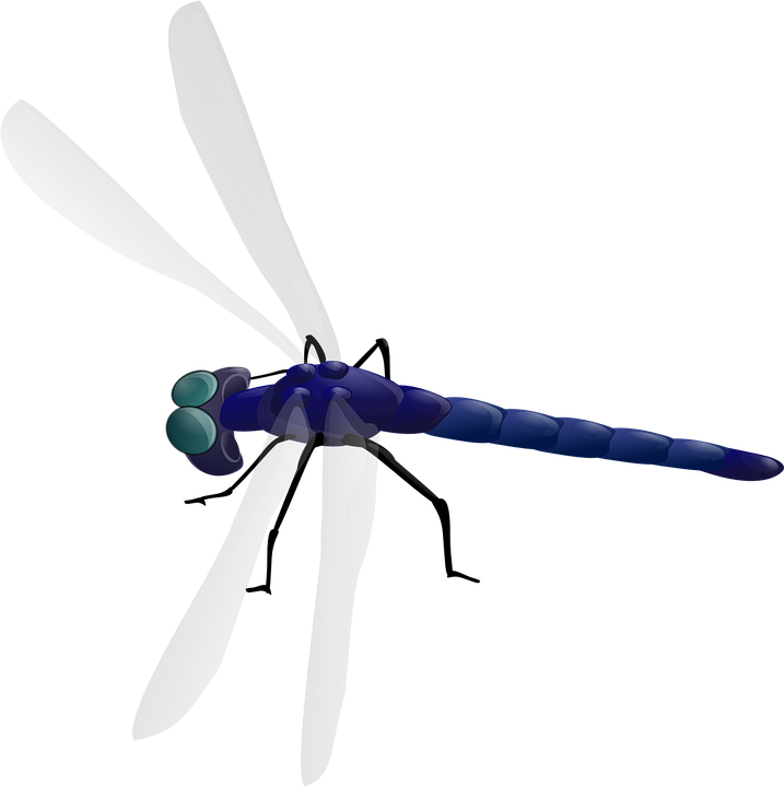 Small - Dragonfly Clipart (594x597), Png Download