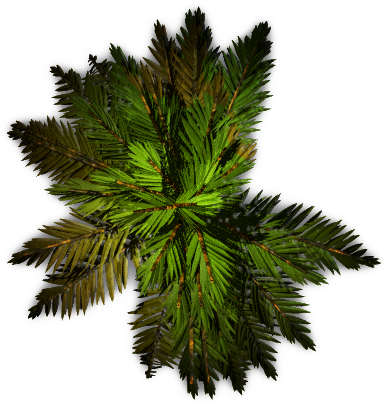 Palm Tree Plan Png (386x405), Png Download