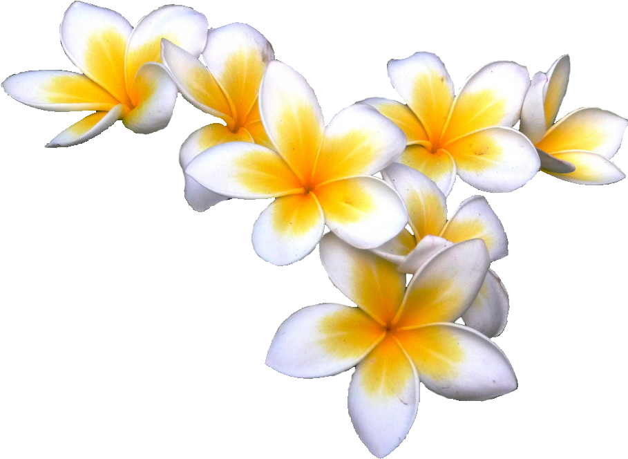 Tropical Flower Pics - Frangipani Transparent (1024x768), Png Download