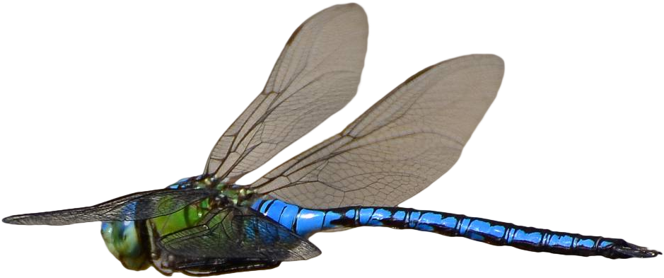 Dragonfly Transparent Flying Graphic Freeuse Stock - Dragonfly Flying Transparent Background (952x450), Png Download