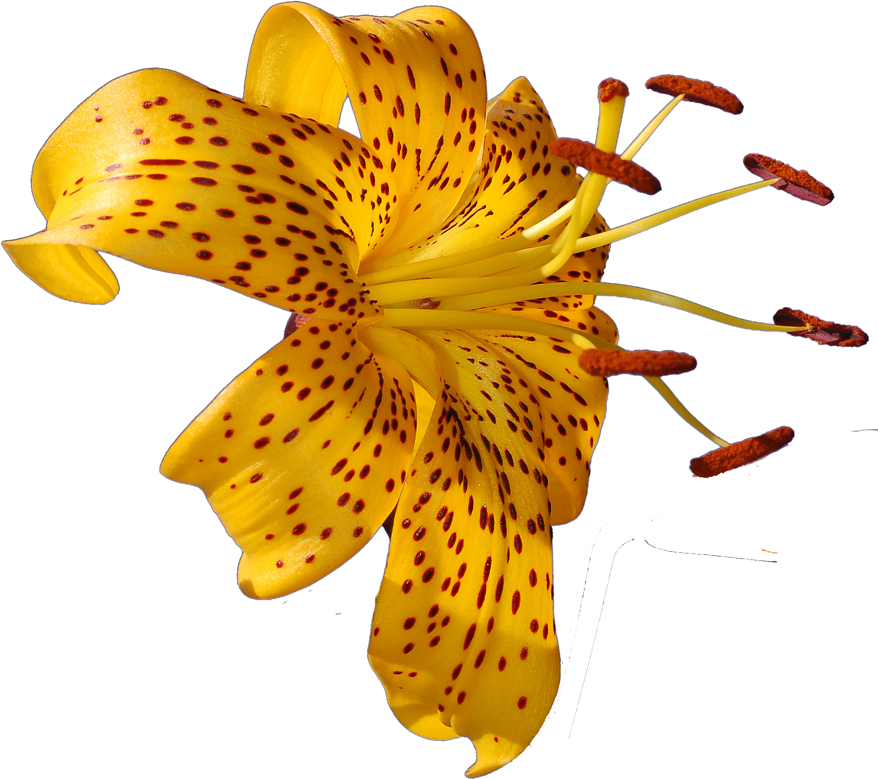 Png Images Of Tropical Flowers Png Transparent Library - Tropical Flower Photo Png (1753x1622), Png Download