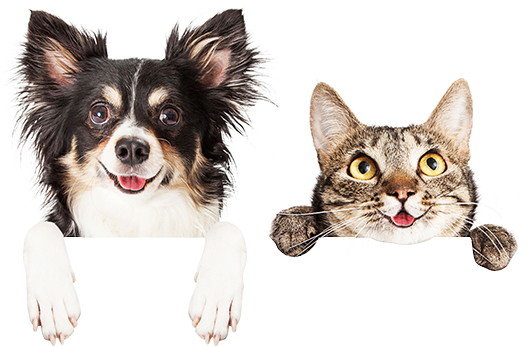 Pet Relocation - Dog And Cat Png (531x347), Png Download