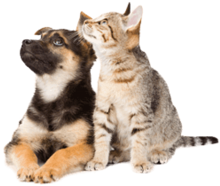 Dog And Cat Png (400x400), Png Download