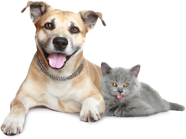 Dog And Cat Sitting Together - Steve Murray: Pet Energy Healing Step By Step (755x525), Png Download