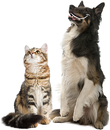 Feeding Advice Per Day - Cat Yawns (500x500), Png Download