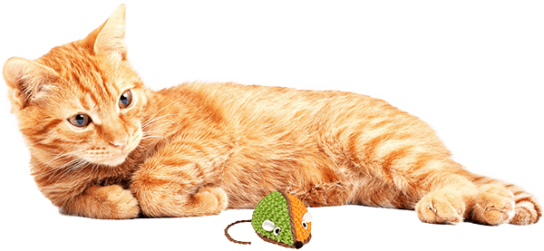 Dog & Cat Toys (600x277), Png Download
