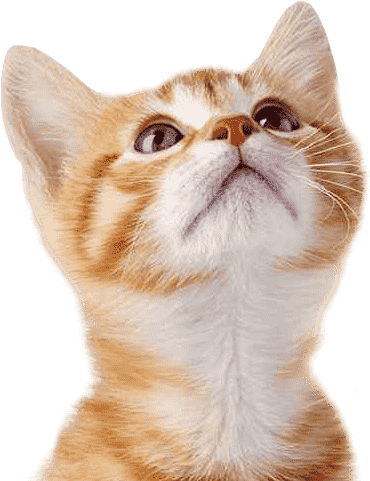 Cat Dog - Kittens Oranje Met Wit (494x492), Png Download