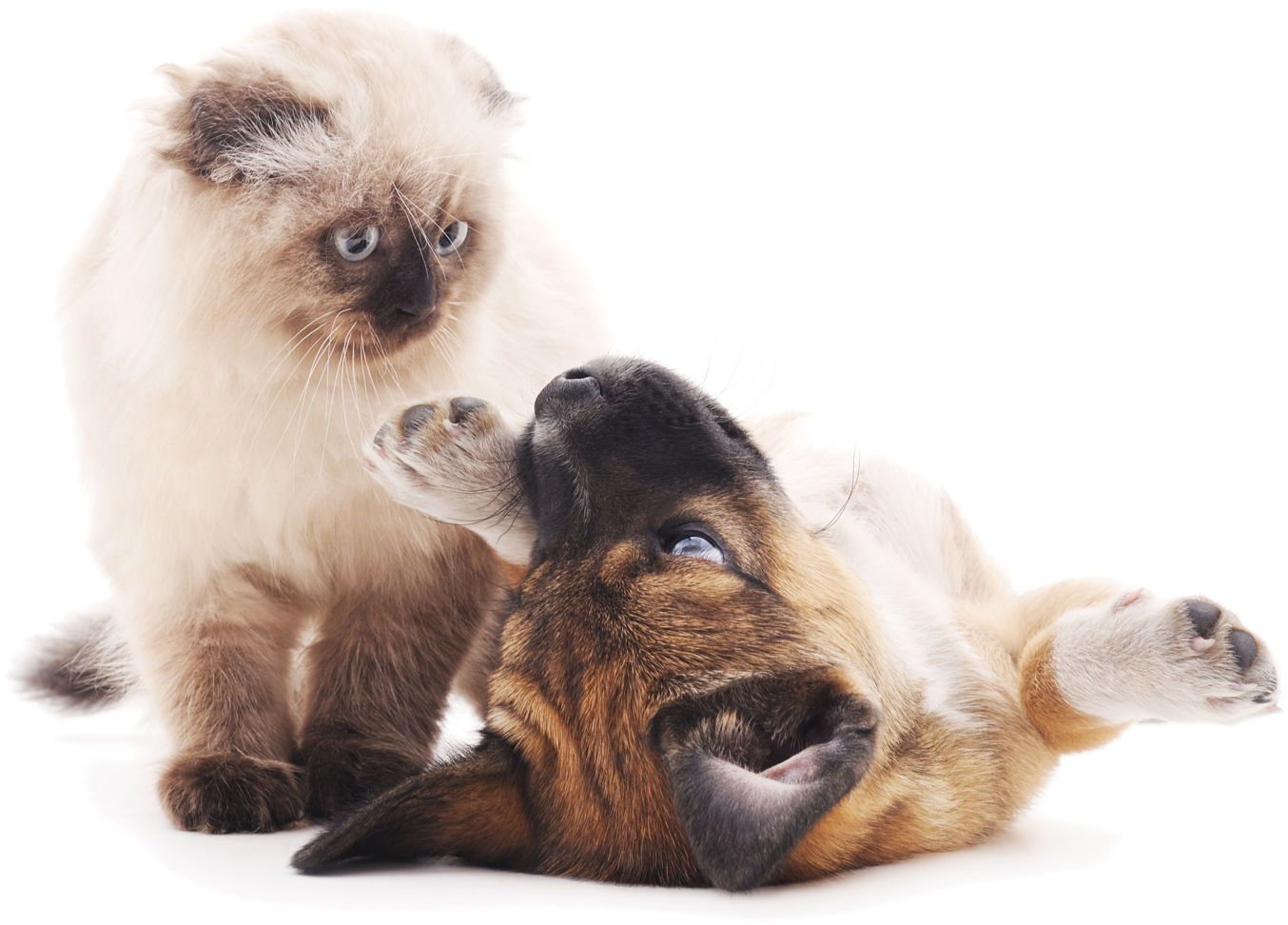 Puppy And Cat Playing - Cat And Dog Playing Png (1500x1087), Png Download