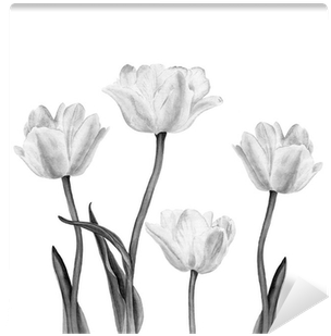 Watercolor Illustration Of A Beautiful White Tulip - Watercolor Painting (400x400), Png Download