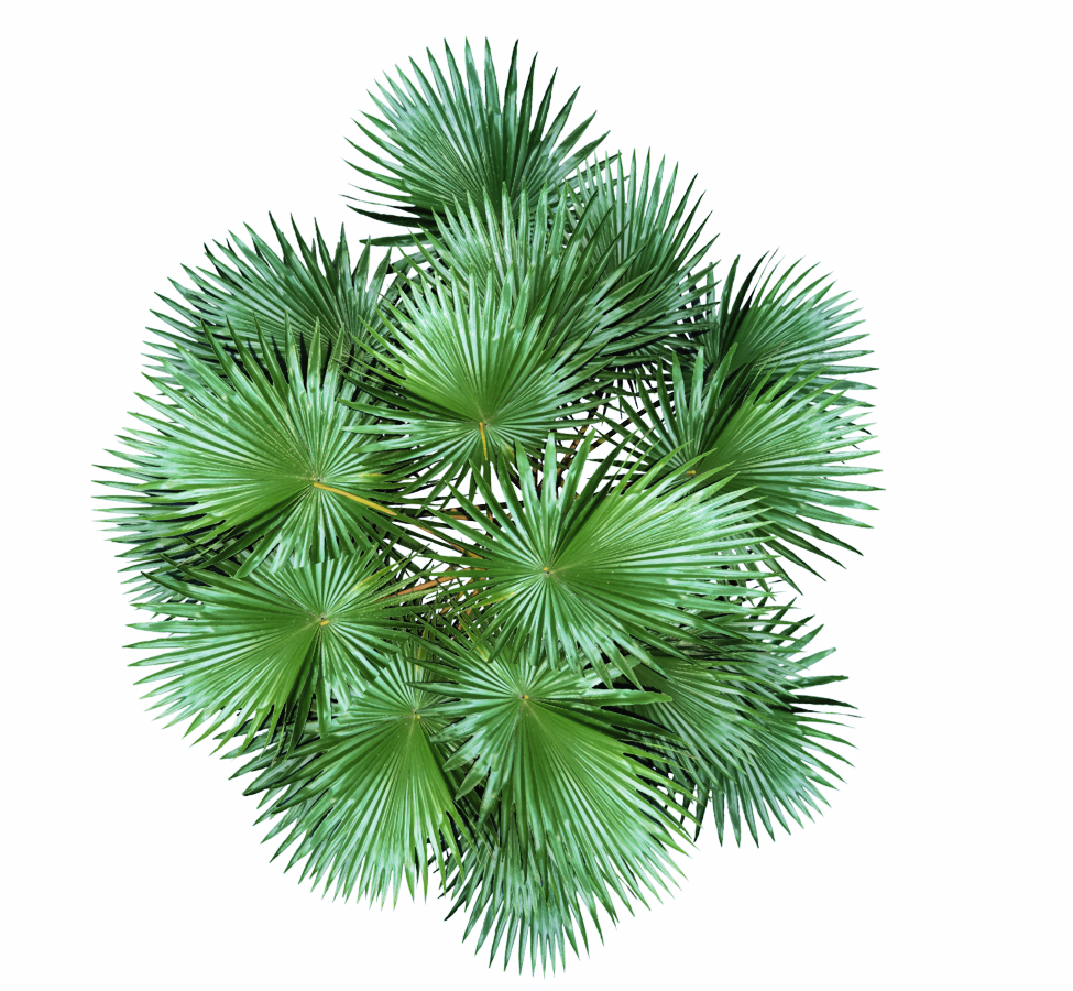Plant Top View Png Download - Dundjinni Plants - Free Transparent PNG