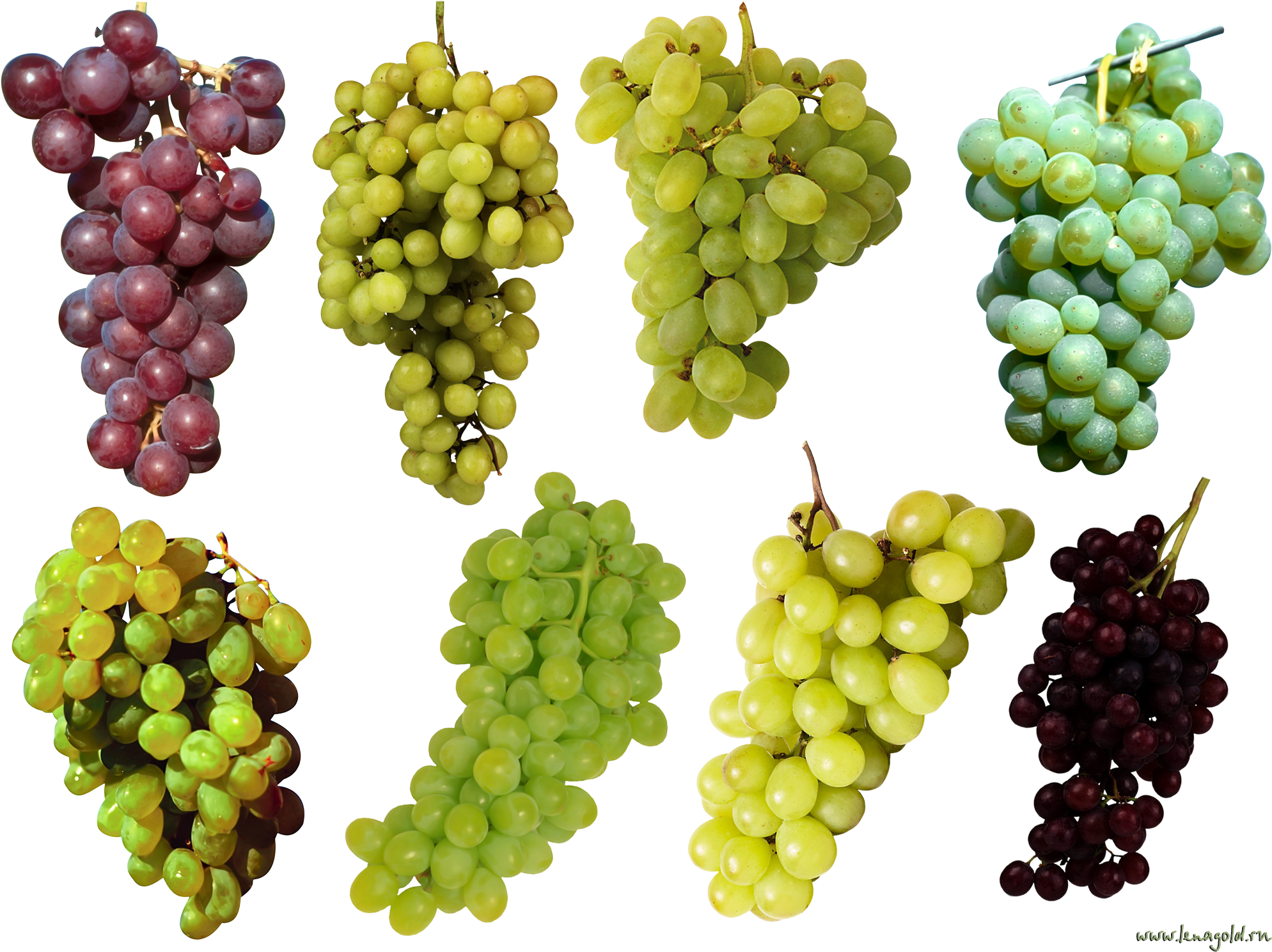 Plant Top View Png (2112x1588), Png Download