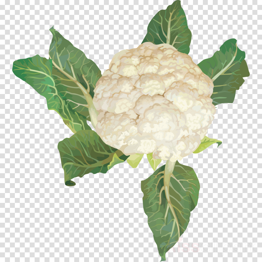Clip Art Vegetables Clipart Cauliflower Vegetarian - Cauliflower (900x900), Png Download