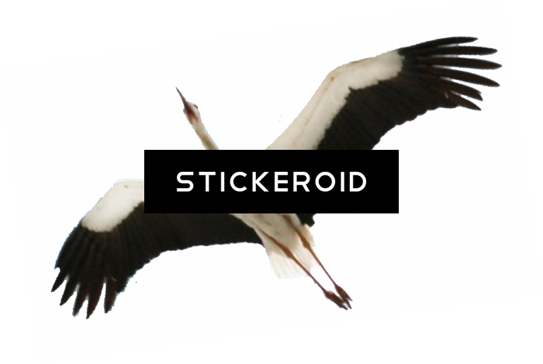Stork Baby Animals - Stork (768x515), Png Download